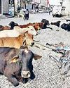 रादौर की सड़कों पर बेसहारा गोवंशजों ने जमाया कब्जा14