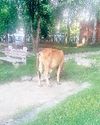परेशानी घनी झाड़ियों की वजह से सांप व अन्य जानवरों का खतरा, शौचालय पर भी ताला बदहाली पर आंसू बहा रहा है पार्क बेसहारा पशुओं ने कब्जाया, अब बच्चे व बुजुर्ग आने से लगे डरने48
