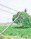 झाड़ियों से घिरा ट्रांसफार्मर, झुका बिजली का पोल बना खतरा18