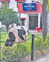गन्नौर में लहरी सिंह पार्क व नगरपालिका पार्क में आवारा पशुओं से परेशान हैं लोग3