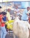 गोमाताओं को दलिया, घीया तरबूज व हरा-चारा खिलाया13