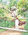 मध्यरात्रि कनीना में 61 एमएम बारिश0
