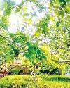 महंगे पौधे से असंतुष्ट होकर स्वयं की खोल दी नर्सरी, अब बरगद, पीपल व नीम की पौध दे रहे निःशुल्क9