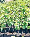 पर्यावरण संरक्षण के लिए वन विभाग की पहलः इस बार 7.40 लाख पौधे तैयार करने का लक्ष्य1