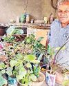 एडवोकेट कृष्ण शर्मा ने नर्सरी में तब्दील कर दिया घर4
