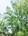 कुलताजपुर रोड पर बिजली लाइन बन रही खतरा13