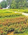 सिहमा नर्सरी में २० हजार व लहरोदा में 60 हजार पौधे तैयार14