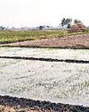 लगातार तापमान बढ़ने से सब्जियों की फसल पर पड़ रहा असर5