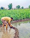 बारिश ने भीष्ण गर्मी तथा उमस से दिलाई राहत, तापमान में गिरावट, दिनभर मौसम रहा सुहाना3