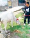 नप ने एक सप्ताह में 300 पशुओं को पकड़ा4