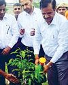 विश्व पर्यावरण दिवस पर पौधरोपण की धूम15