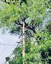 बिजली की लाइनों के पास खड़े पेड़ बने आफत हल्की बरसात के बाद अर्थिंग से लाइनें बंद1