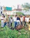 पोस्टमार्टम रिपोर्ट में हो गया खुलासा जहरीले पानी से हुई गायों की मौत3