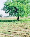 इस सप्ताह बरसात की नहीं कोई संभावना, अगले सप्ताह मौसम में परिवर्तन के आसार तापमान में आधा डिग्री की गिरावट, गर्मी से नहीं राहत4