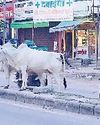 नगर परिषद का दावा, गोवंश पकड़कर गोशाला में भेजे जा रहे शहर की कॉलोनियों व मोहल्लों में लोगों को जान का डर, हमला कर रहे गोवंश1