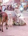 सड़कों में आवारा पशुओं से बढ़ रहे हादसे, वाहन चालक हो रहे शिकार3