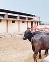 गौशाला में भ्रष्टाचारः कागजों पर गायें, हकीकत में भैंसें11