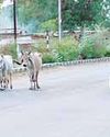 हाइवे पर आवारा मवेशियों के जमघट से वाहन चालक परेशान राहगीर कई बार हो चुके चोटिल, कठोर कार्यवाही की मांग10