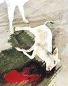 जिस बछड़े को दूध पिला कर पाल रहे थे ट्रेक्टर चढ़ने से दर्दनाक मौत13