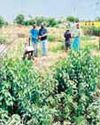 भाजपा कार्यकर्ताओं ने पर्यावरण दिवस पर किया वृक्षारोपण0