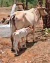 मयूर वन में फिर शुरू हुआ वेकोलि का बोर5