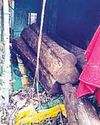 बंजारी के पास सागौन से भरी पिकअप पलटी, 4 तस्कर जंगल में भागे33