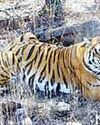 पन्ना को आबाद करने वाली सफलतम रानी बाघिन टी-2 नहीं रही सर्वाधिक शावकों को जन्म देकर पन्ना को पहुँचाया शून्य से शिखर तक6