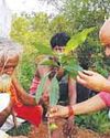 विश्व पर्यावरण दिवस के अवसर पर कलेक्टर ने किया पौधारोपण10