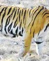 पन्ना टाईगर रिजर्व पार्क में बाघिन टी-2 का योगदान, मरणोपरान्त बाघ पुर्नस्थापना में 21 संतानों को जन्म देकर बाघों का कुनबा बढाने में बना इतिहास4