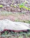 खैरी गांव में किसान को नग्न कर पेड़ से बांध कर पीट-पीटकर बेरहमी से हत्या कर दी17
