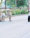 हाइवे पर आवारा मवेशियों के जमघट से वाहन चालक परेशान राहगीर कई बार हो चुके चोटिल, कठोर कार्यवाही की मांग9
