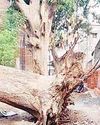 विशालकाय वृक्ष से आवागमन बंद, सडक का निर्माण कार्य बाधित6