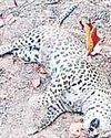 संदिग्ध हालत में मिला तेंदुए का शव बांधवगढ़ टाइगर रिजर्व में मचा हडकंप3