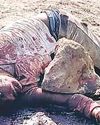 उमरिया जिले के पाली क्षेत्र में अपराधों का बढ़ता ग्राफ उमरिया जिले के पाली क्षेत्र में अपराधों का बढ़ता ग्राफ8