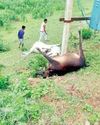 बिजली विभाग की लापरवाही से तीन मवेशियों की दर्दनाक मौत बिजली विभाग की लापरवाही से तीन मवेशियों की दर्दनाक मौत5