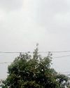 घने बादल छाए पर नहीं हुई बारिश, चल रही गर्म हवा18