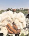 Centre pays ₹37,450 cr to farmers for cotton procured at MSP Centre pays ₹37,450 cr to farmers for cotton procured at MSP