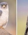 Amur Falcon radio-tagged in Manipur starts return journey to Siberia after 114 days in Africa Amur Falcon radio-tagged in Manipur starts return journey to Siberia after 114 days in Africa