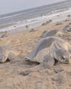 Olive Ridley turtles lay eggs in Maharashtra after Odisha; experts say feat recorded for first time Olive Ridley turtles lay eggs in Maharashtra after Odisha; experts say feat recorded for first time