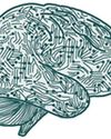 New study on brain’s visual regions can help build effective AI systems New study on brain’s visual regions can help build effective AI systems