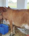 Go-Palan Yojana revolutionizes dairy farming in State, 1000 high-yielding cows inducted in just three months Go-Palan Yojana revolutionizes dairy farming in State, 1000 high-yielding cows inducted in just three months