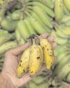 60 pc of banana growing areas hit by climate change globally; calls for more support to farmers