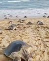 Turtle, tagged with tracking device in Odisha, travels 1000 kms in 51 days to reach Andhra coast Turtle, tagged with tracking device in Odisha, travels 1000 kms in 51 days to reach Andhra coast