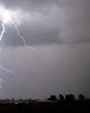 Odisha to invest ₹6 crore in palm tree plantation to curb lightning deaths Odisha to invest ₹6 crore in palm tree plantation to curb lightning deaths