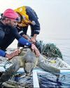 Operation Olivia: Coast Guard’s annual drill saves 6.98 lakh Ridley turtles Operation Olivia: Coast Guard’s annual drill saves 6.98 lakh Ridley turtles
