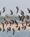 Mahanadi’s Barunighat resonates with the calls of Indian Skimmer hatchlings Mahanadi’s Barunighat resonates with the calls of Indian Skimmer hatchlings