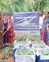 Women FPO accomplishes export of 50 ton Amrapali mangoes to European countries37