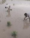 Monsoon bonanza: Agri-linked sectors to see 10-15 pc earnings growth this fiscal49