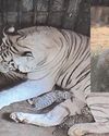 White tigress gives birth to two cubs at Nandankanan zoo30