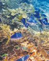 Selective breeding emerges as lifeline to boost coral resilience: Study5